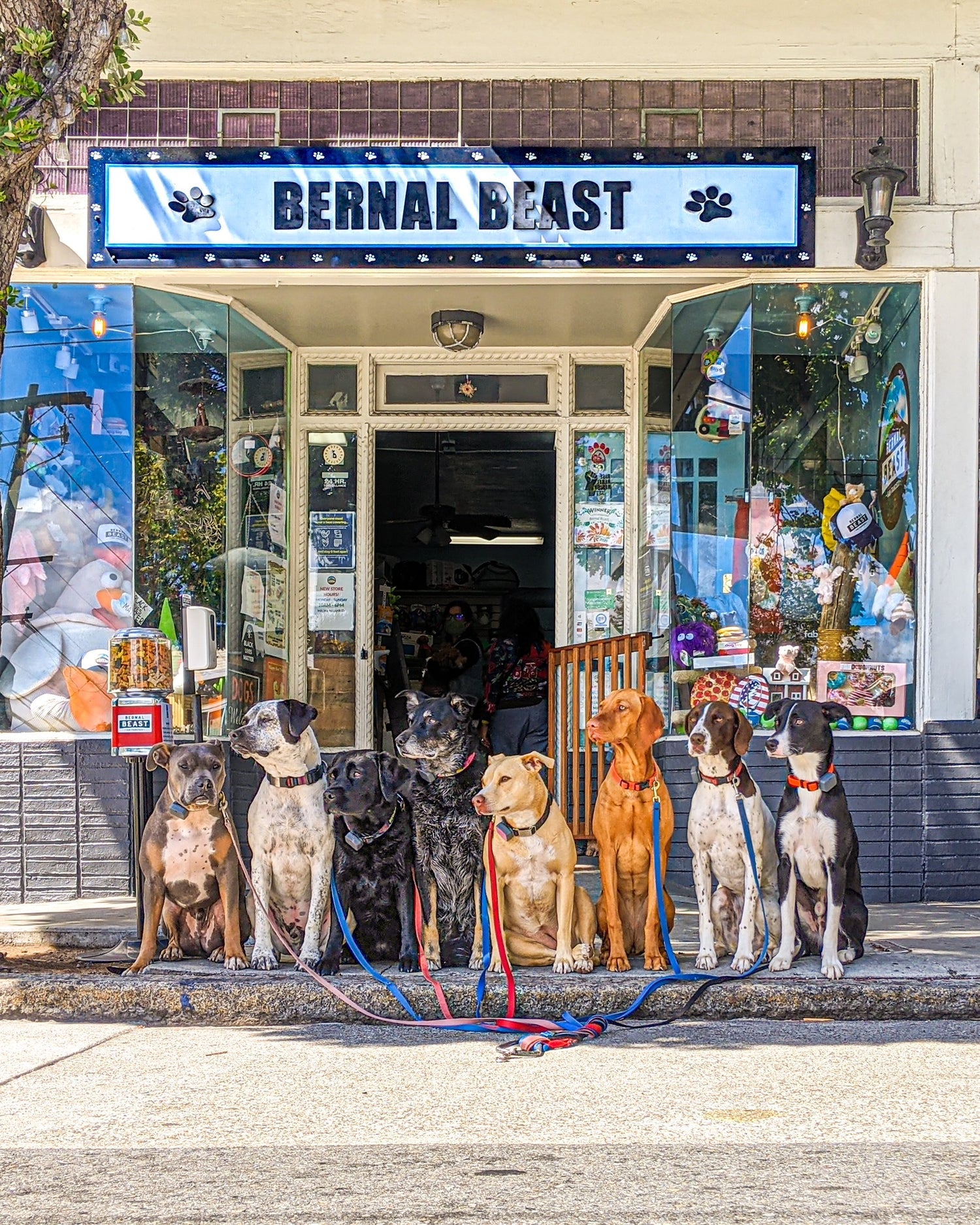 bernal beast pet shop in bernal heights dog shop cat shop pet store dogs in front of store of bernal beast