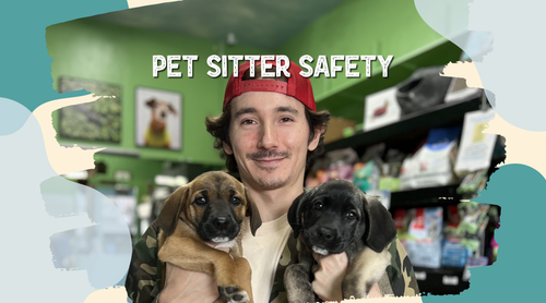 How To Find a Great Pet Sitter