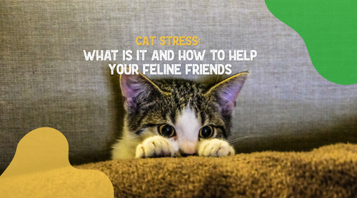 Cat Stress: What Is It and How To Help Your Feline Friends