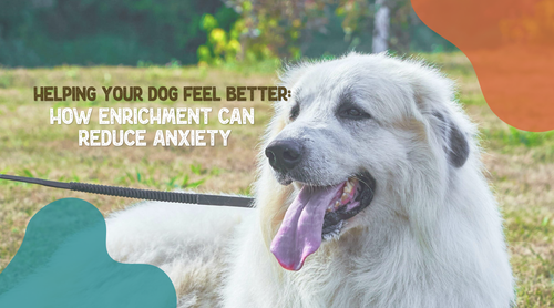 Helping Your Dog Feel Better: How Enrichment Can Reduce Anxiety