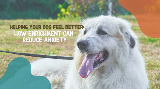 Helping Your Dog Feel Better: How Enrichment Can Reduce Anxiety