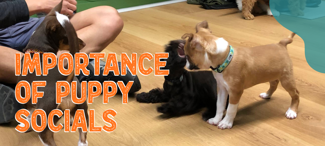 Why Puppy Socialization Is a Small Window With a Big Payoff