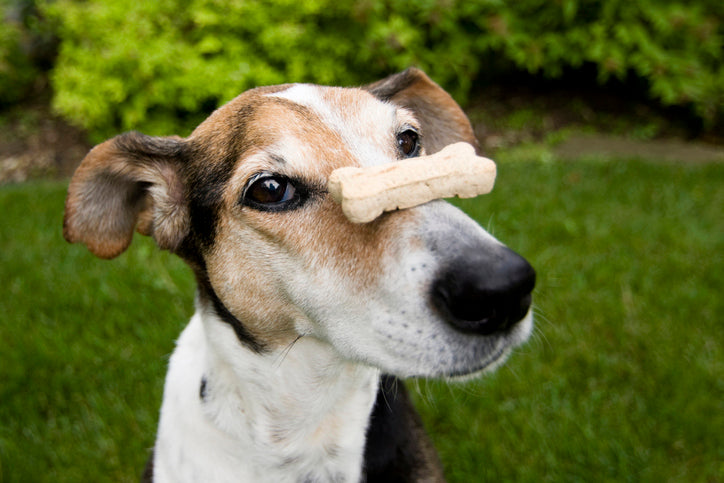 For Canines