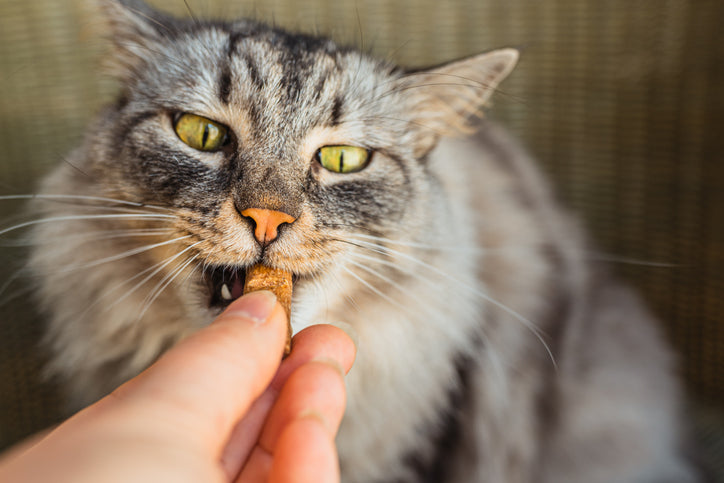 For Felines