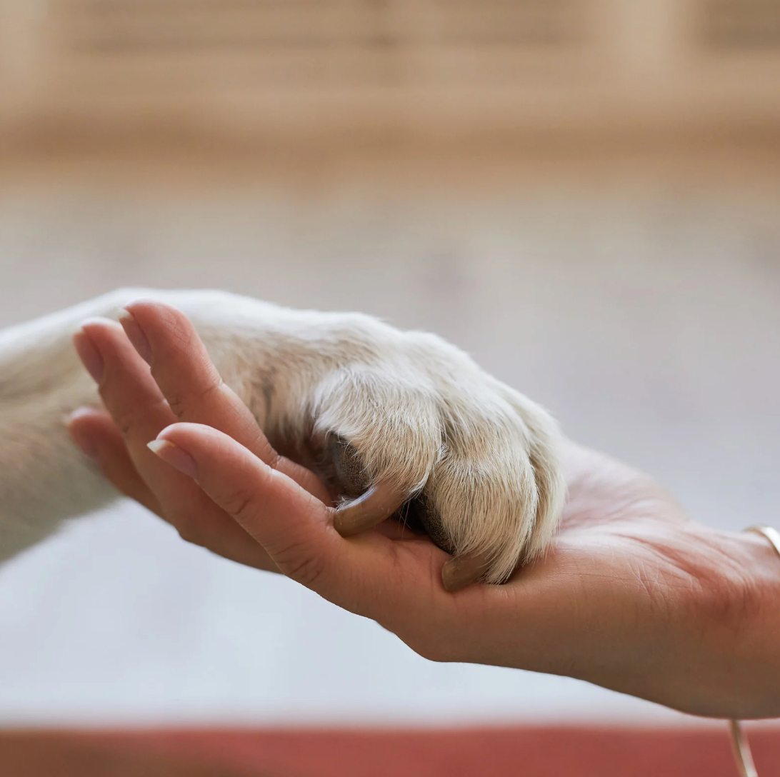 Pet Health