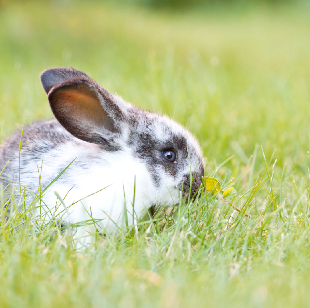 Small Animals