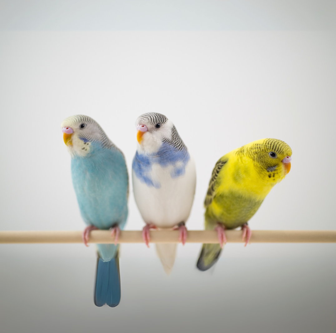 Birds