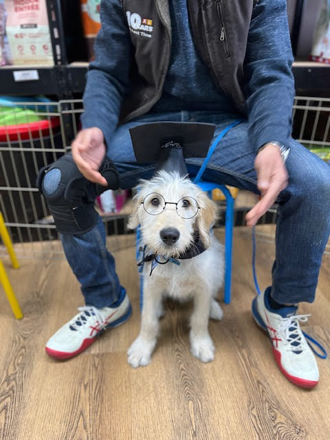 Person holding a small dog wearing glasses on a leash in an indoor setting for dog training graduation.