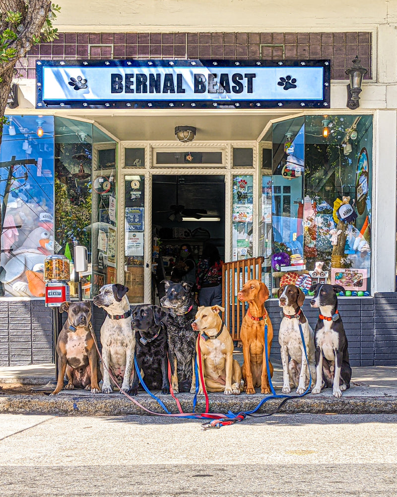bernal beast pet shop in bernal heights dog shop cat shop pet store dogs in front of store of bernal beast