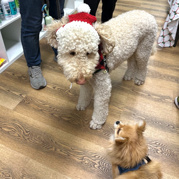 Puppy Socials