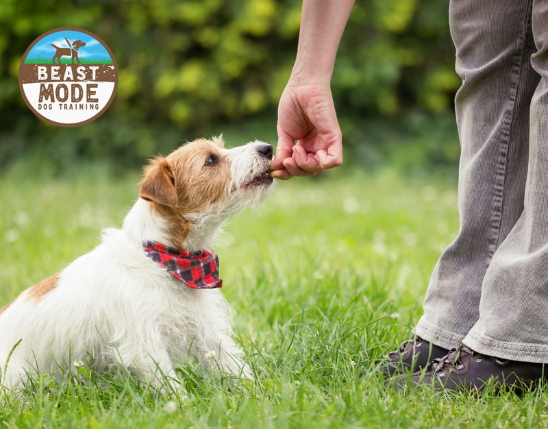 beast mode pet training dog classes in bernal heights bernal beast pet shops in san francisco dog training for puppies and adults