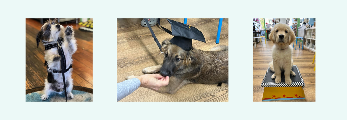 beast mode pet training dog classes in bernal heights bernal beast shop dog training for puppies and adults